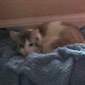 Meet your Posher, Serenity